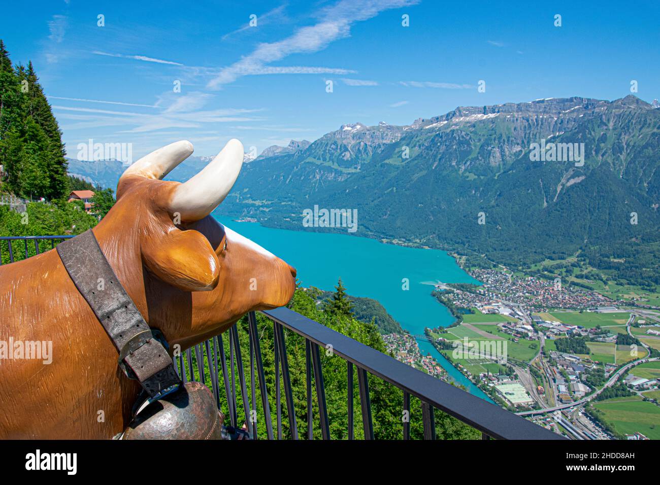 A happy cow is watching the landscape from the top of Interlaken Harder Kulm, aerial view Stock Photo