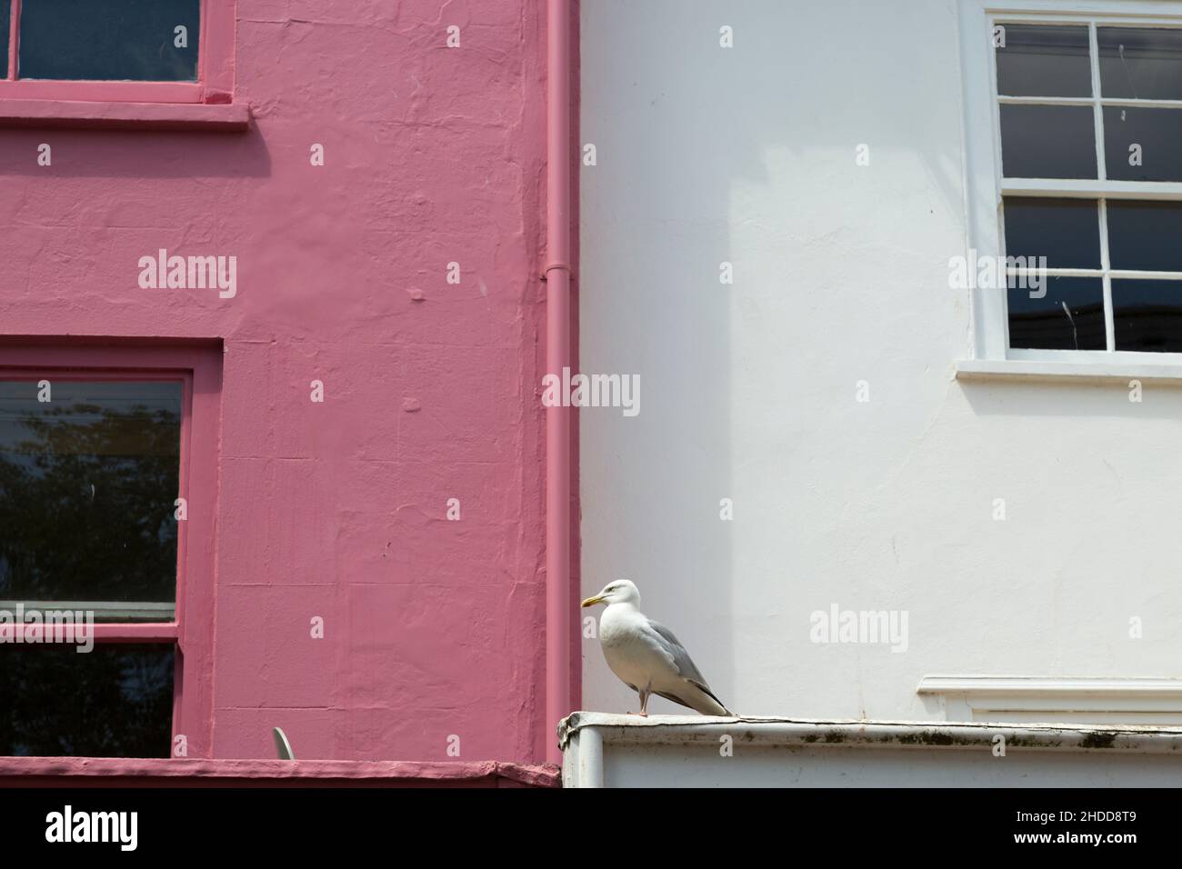 Seagull sits on a ledge in front of a Pair of houses in Sidmouth, Devon in summer. One house is painted pink, the other is white Stock Photo