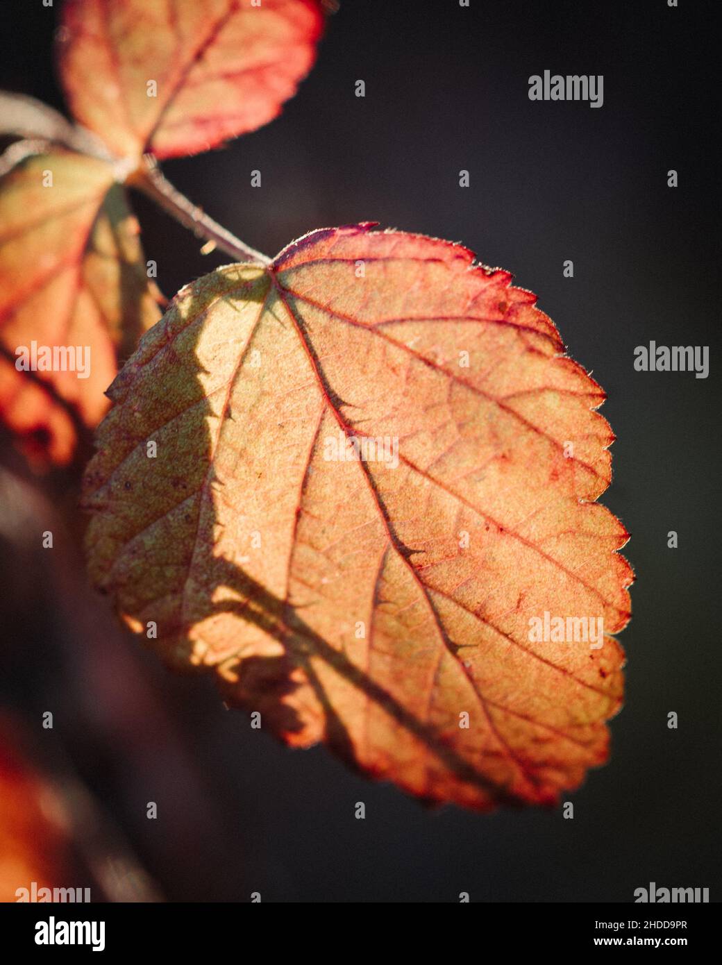 Golden autumn leaf hi-res stock photography and images - Alamy