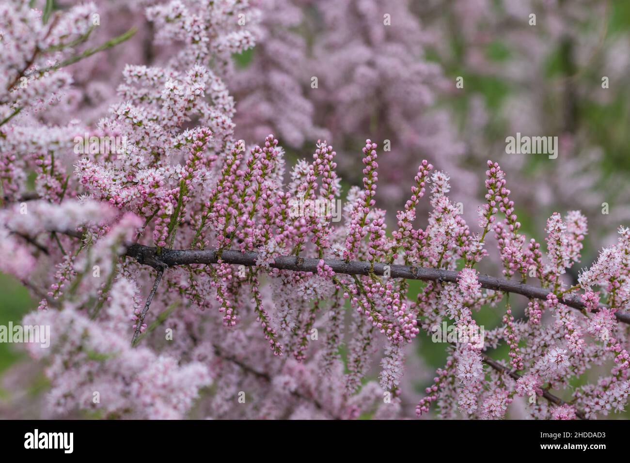 Blooming of green Tamarisk or salt cedar with pink flowers Stock Photo
