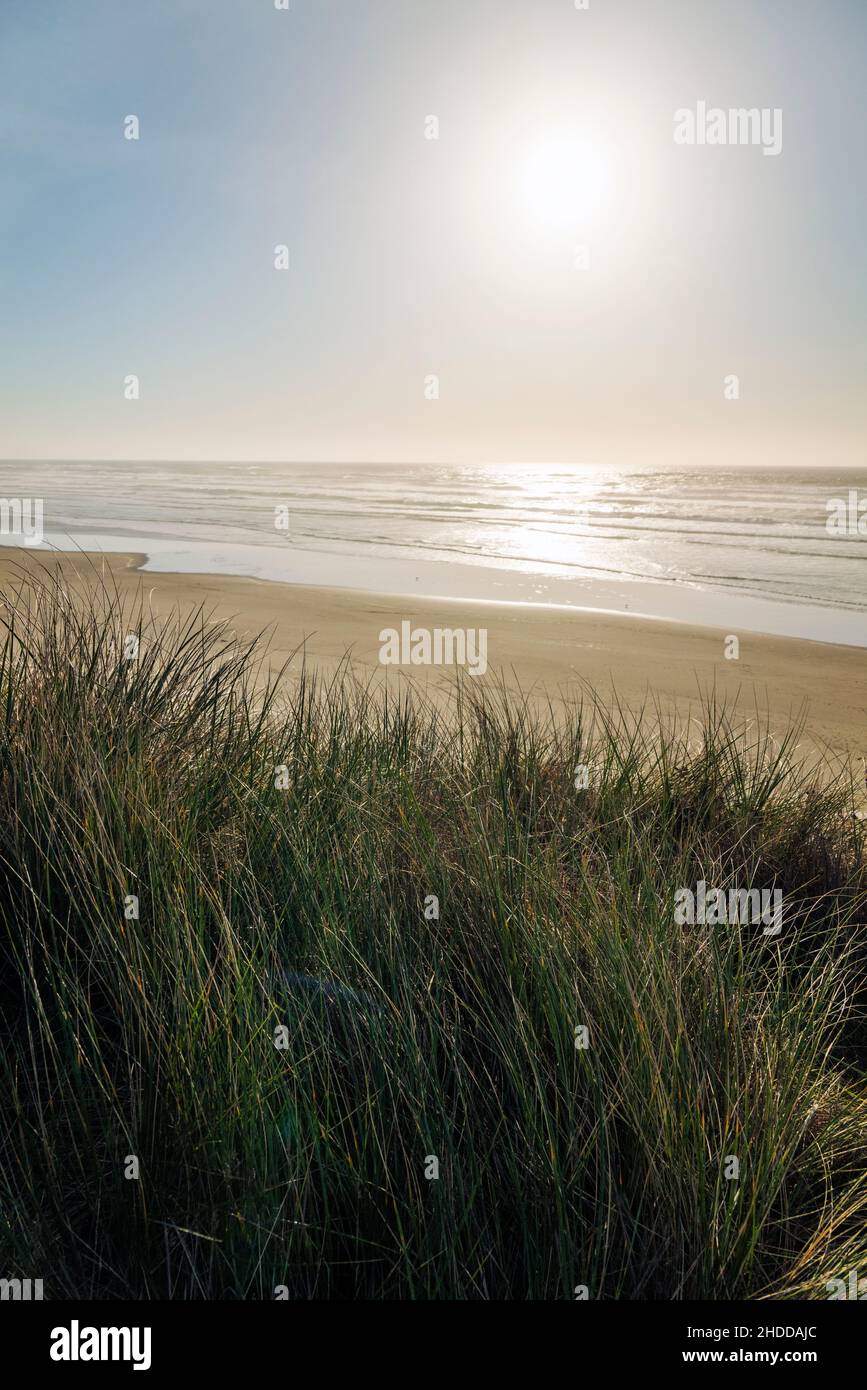 Sunset view south of dune grasses; waves & beach; Pacific Ocean; Newport; Oregon; USA Stock Photo