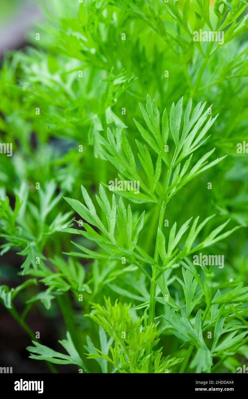 Beautiful greenery backdrop showing carrot tops in a selective focus is ideal for background. concept of gardening and the environment Stock Photo