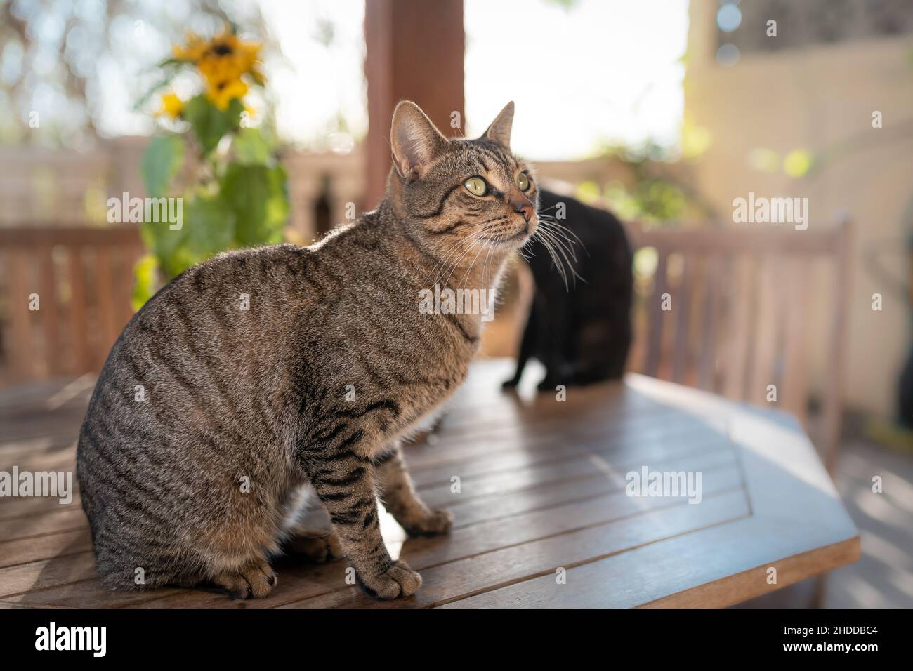 Gray tabby cat with green eyes sitting on a table in the garden Stock ...