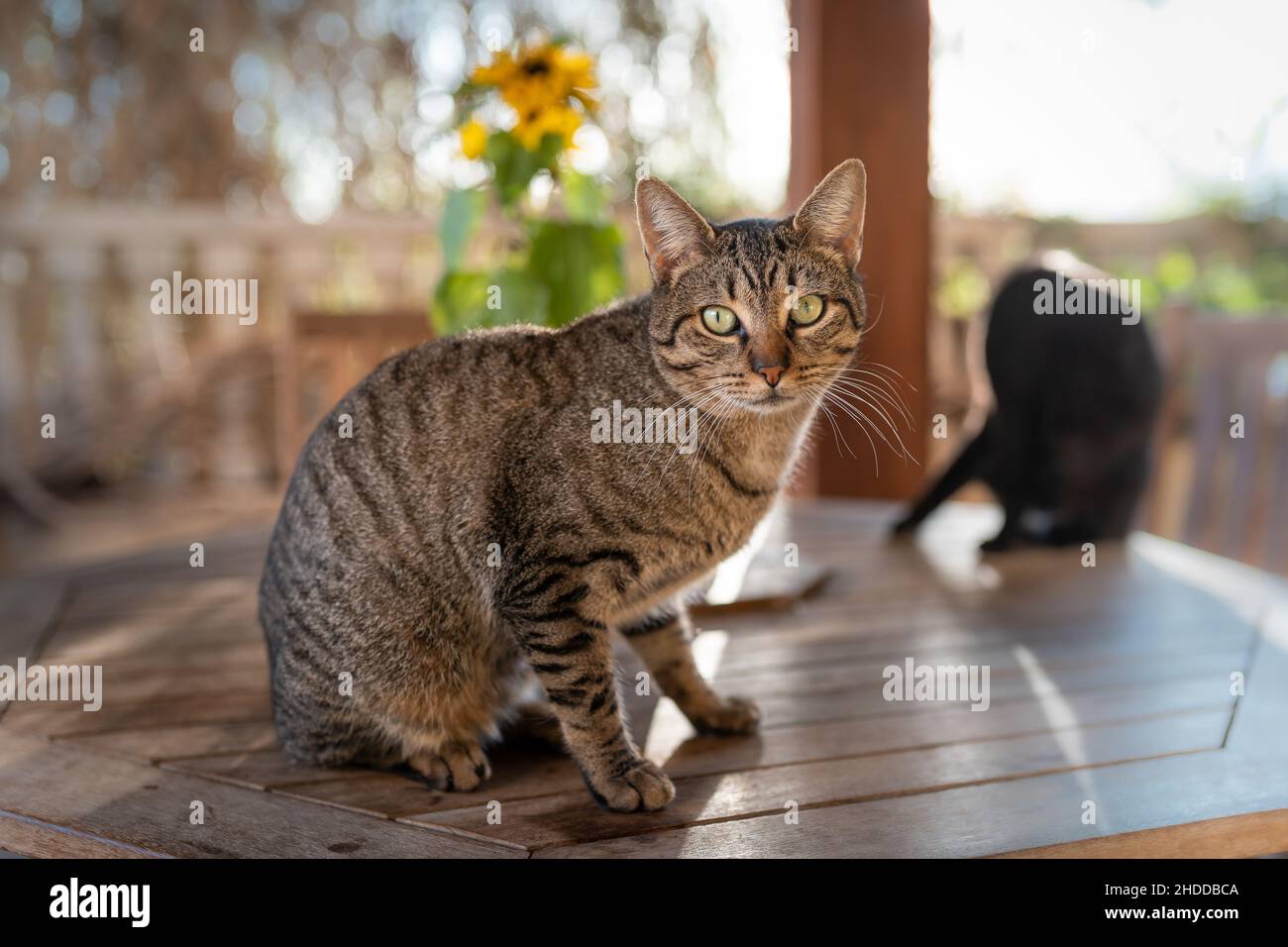 Gray tabby cat with green eyes sitting on a table in the garden, looks ...
