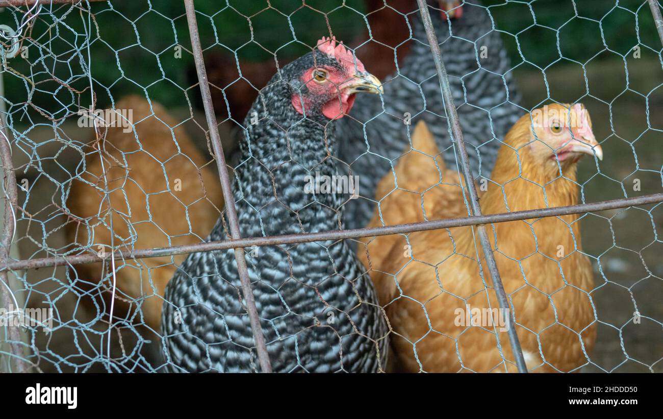Close-up selective focus shot of chickens behind wire fence of a chicken coop Stock Photo