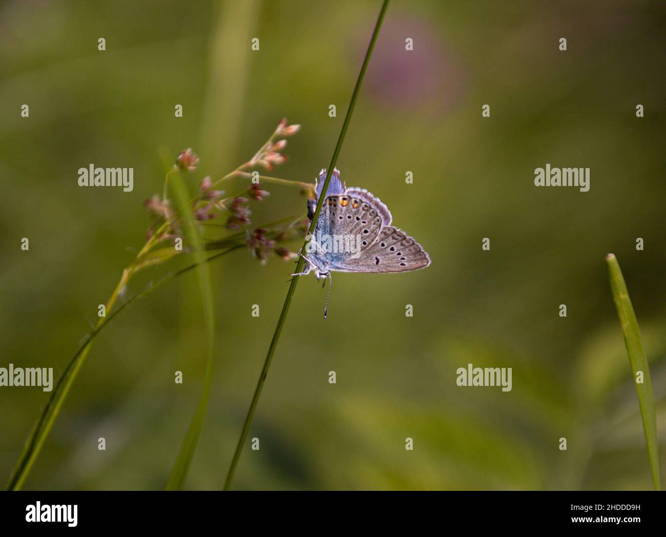 Macro of a common blue butterfly (polyommatus icarus) in mountain meadow of Pfossental (Naturpark Texelgruppe) Schnals Südtirol; Stock Photo