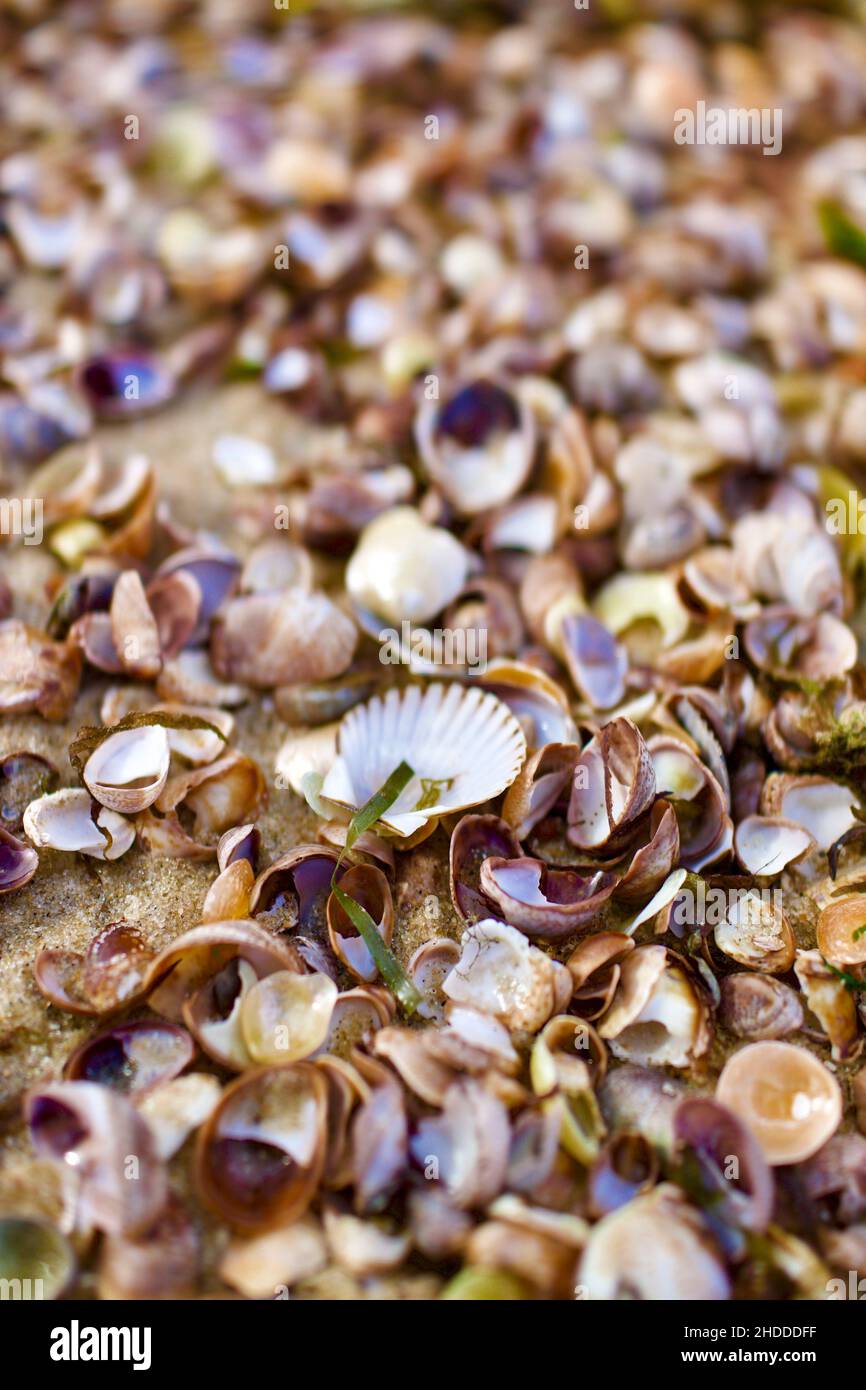 Small sea shells create a textured pattern, perfect for background. Stock Photo