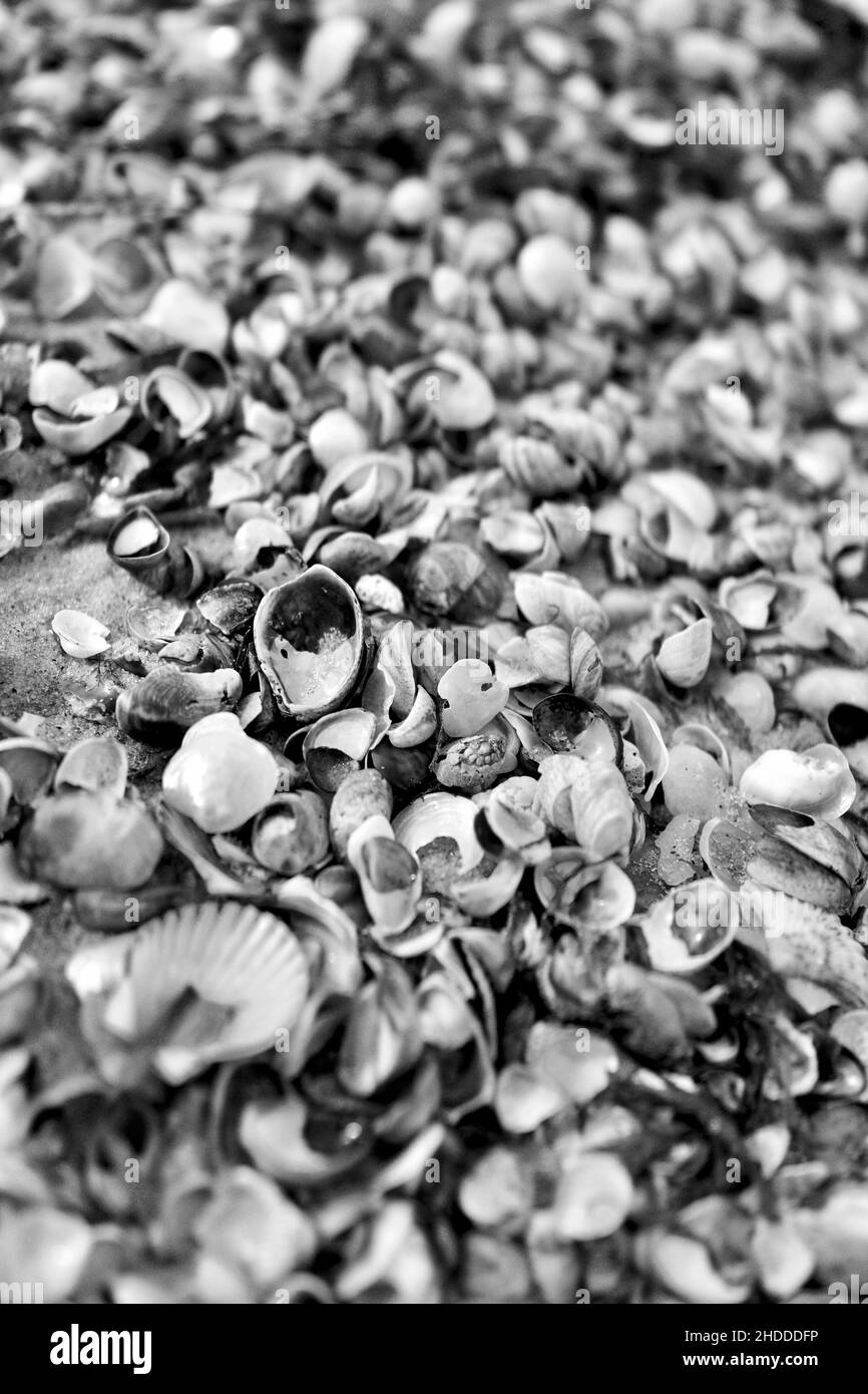 Small sea shells create a textured pattern, perfect for background. Black & white photograph Stock Photo