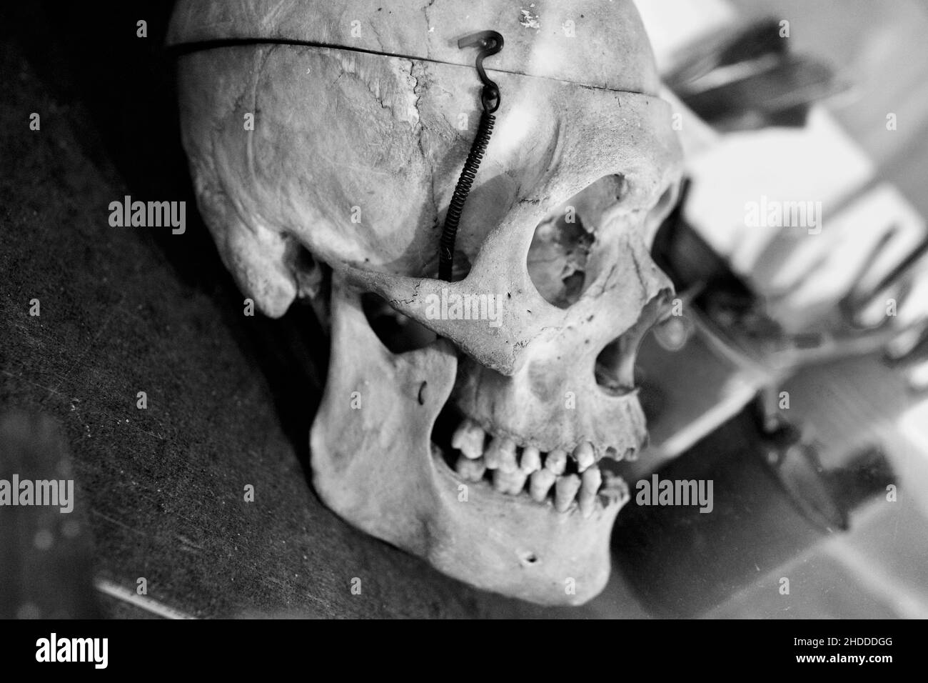 Human skull at Jackson Pollack’s studio in East Hampton Stock Photo