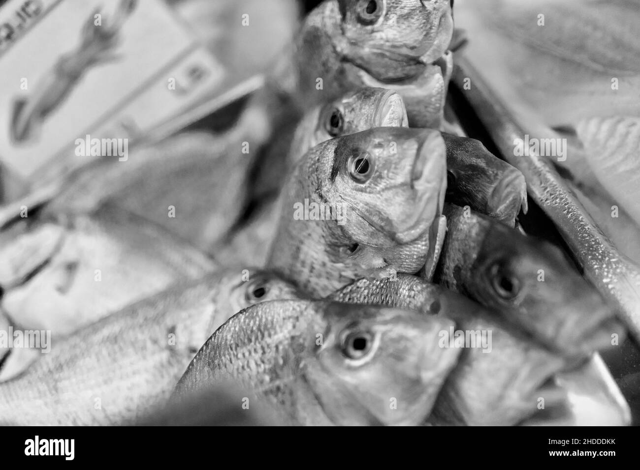 Fresh Fish on ice at a fish store in the Hamptons, NY, USA Stock Photo