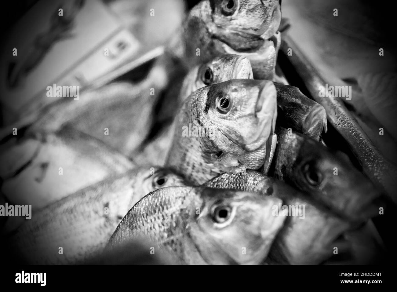 Fresh Fish on ice at a fish store in the Hamptons, NY, USA Stock Photo