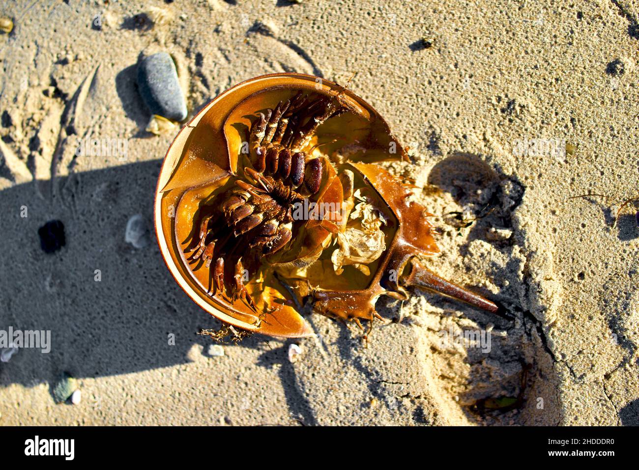 Dead Atlantic Horseshoe Crab washed up on beach coast Stock Photo Alamy