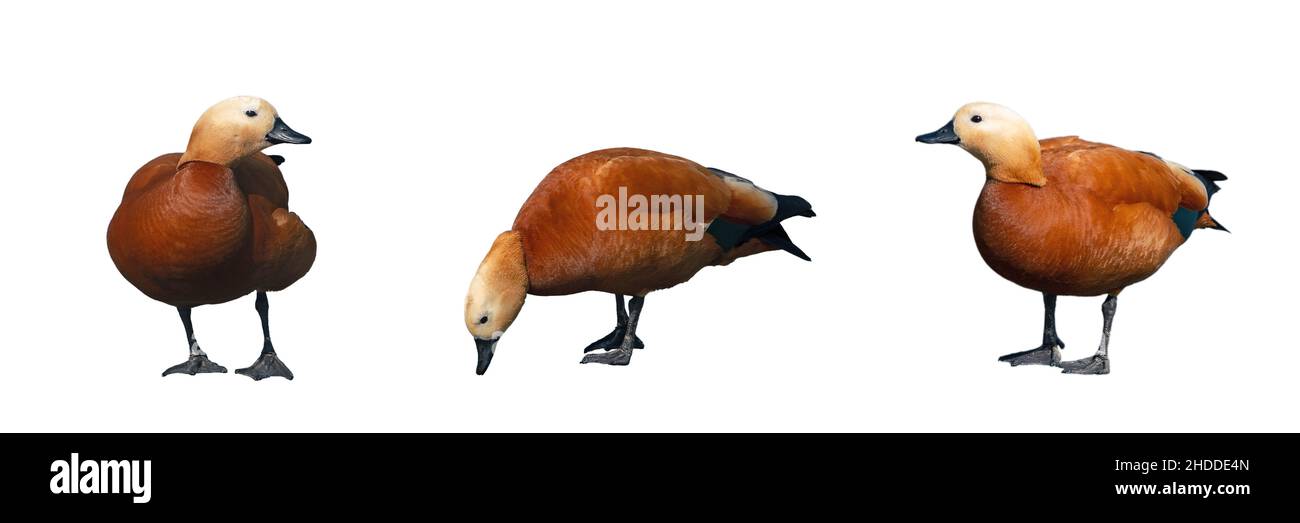 Orange duck isolated on white background. Set of images of colorful