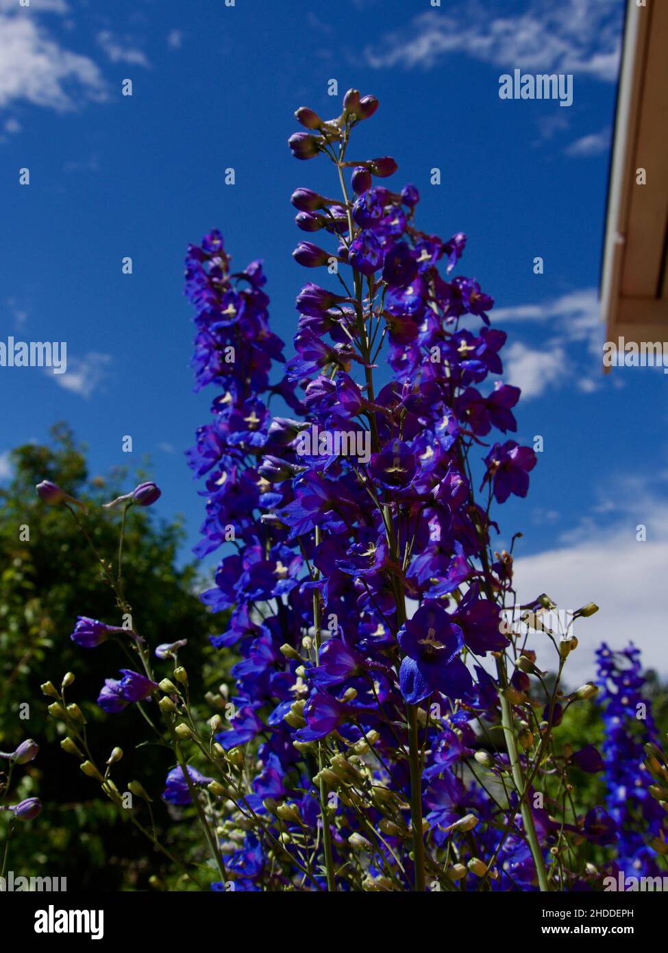Delphinium,Candle Delphinium,many beautiful purple and blue flowers blooming in the garden,English Larkspur,Tall Larkspur Stock Photo