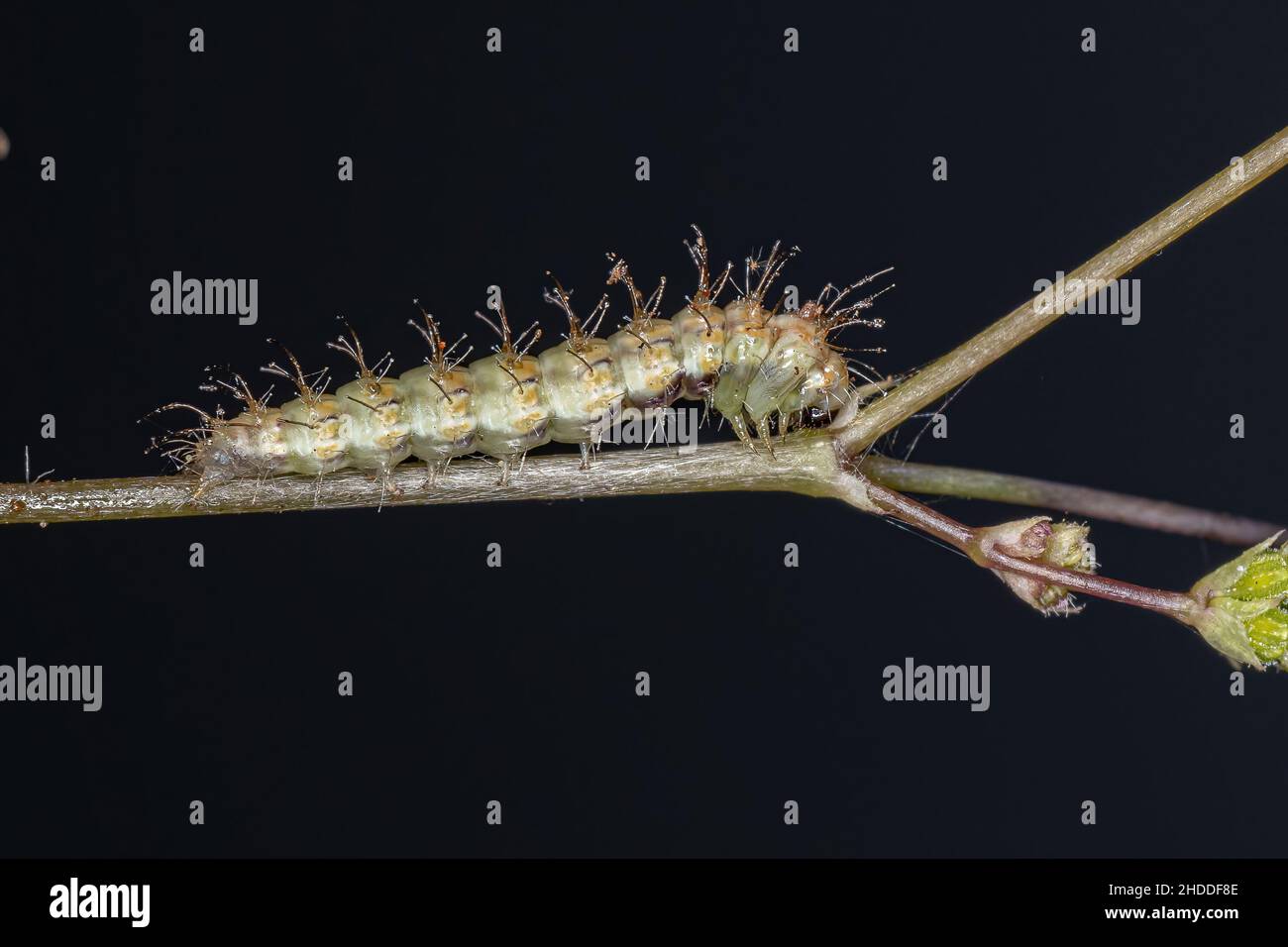small-plume-moth-caterpillar-of-the-family-pterophoridae-stock-photo