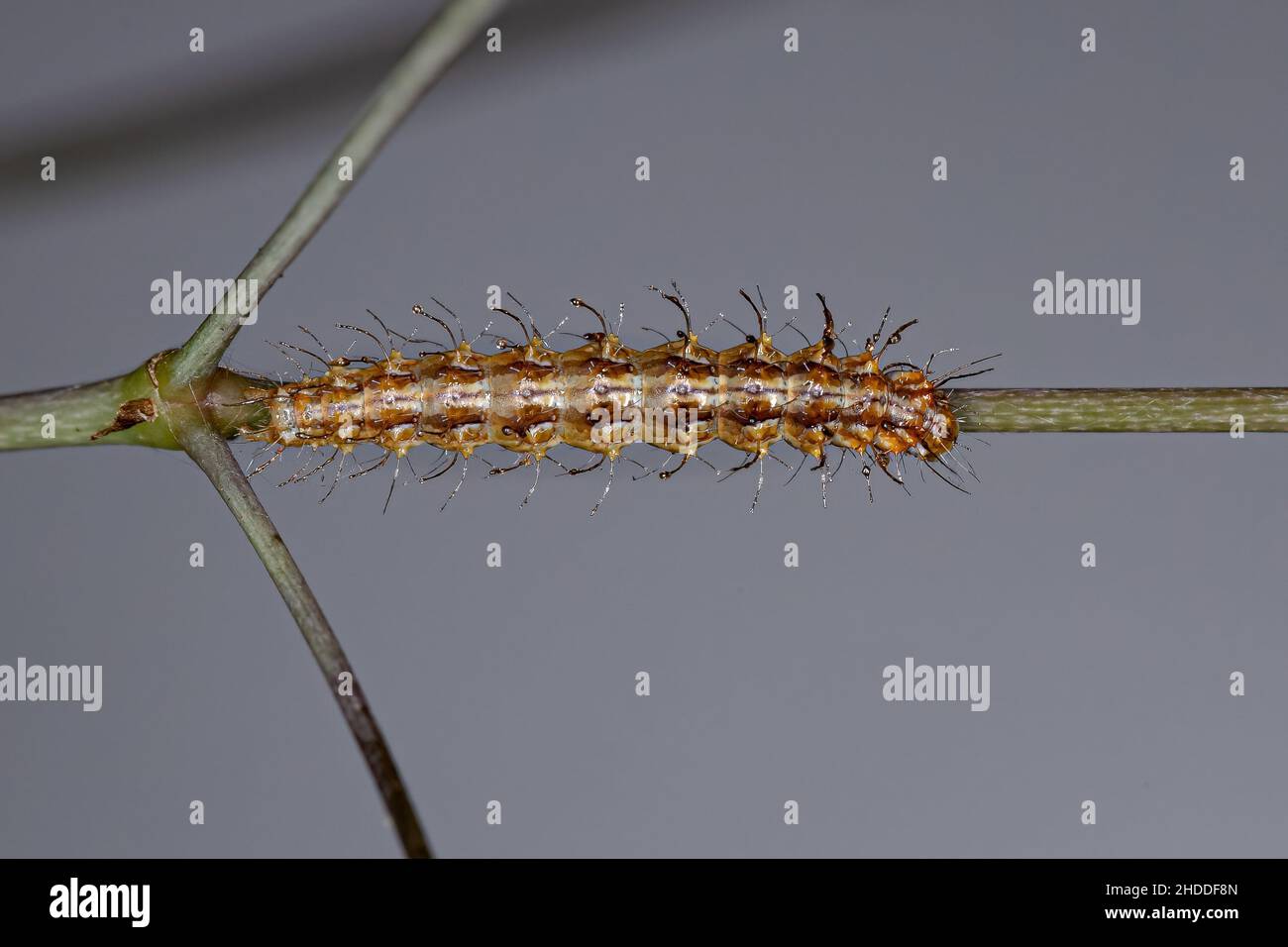 small-plume-moth-caterpillar-of-the-family-pterophoridae-stock-photo