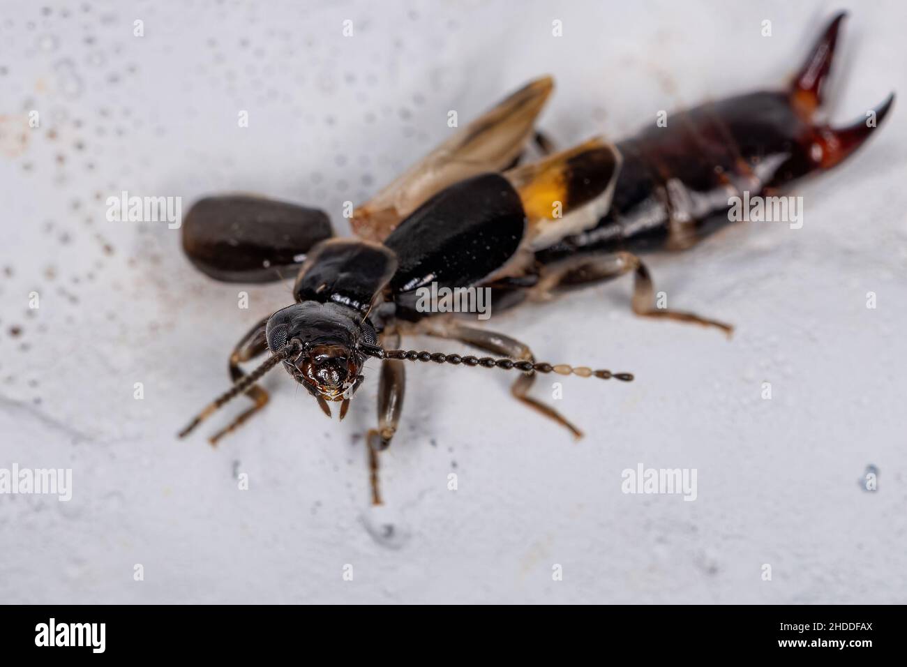 Adult Common Earwig of the order Dermaptera Stock Photo