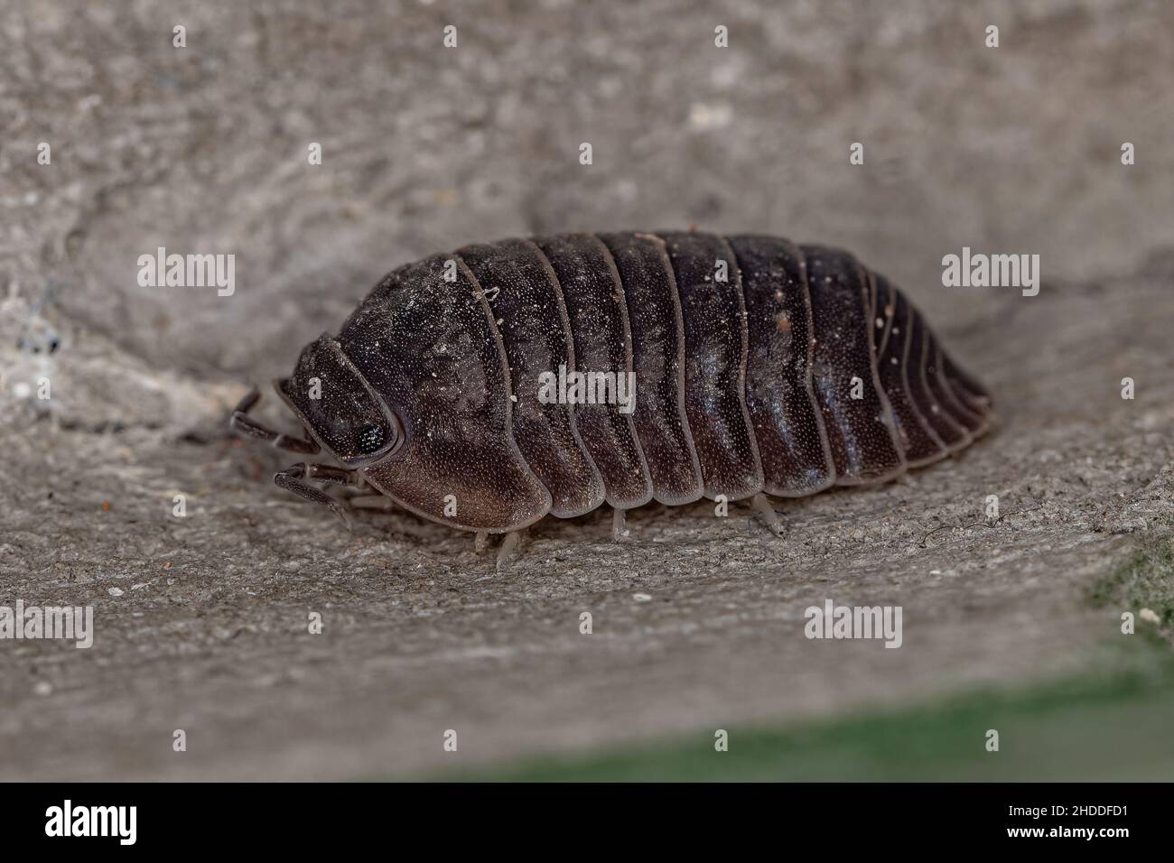 Little Sea Pill Woodlouse of the species Cubaris murina Stock Photo