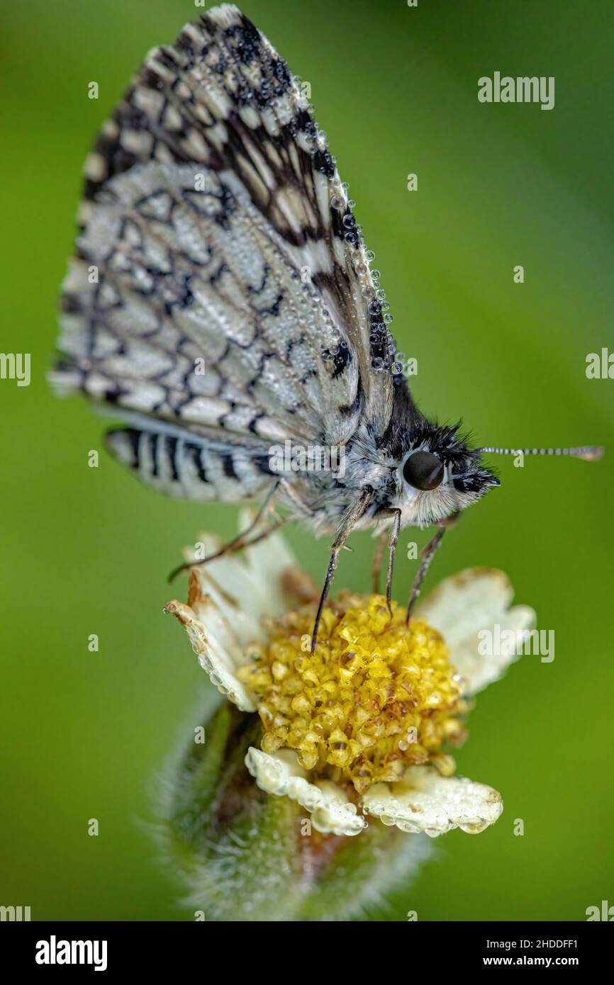 Adult Orcus Checkered-Skipper Moth Insect of the species Burnsius orcus ...