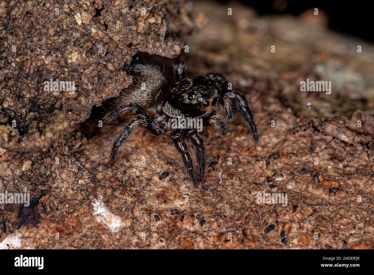 Small jumping spider of the genus Corythalia that mimics Odorous Ants of the species Dolichoderus bispinosus on a trunk Stock Photo
