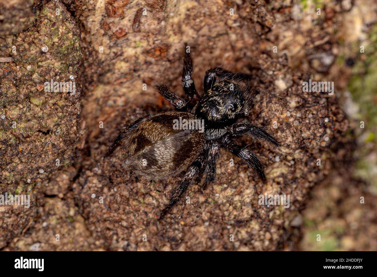Small jumping spider of the genus Corythalia that mimics Odorous Ants of the species Dolichoderus bispinosus on a trunk Stock Photo