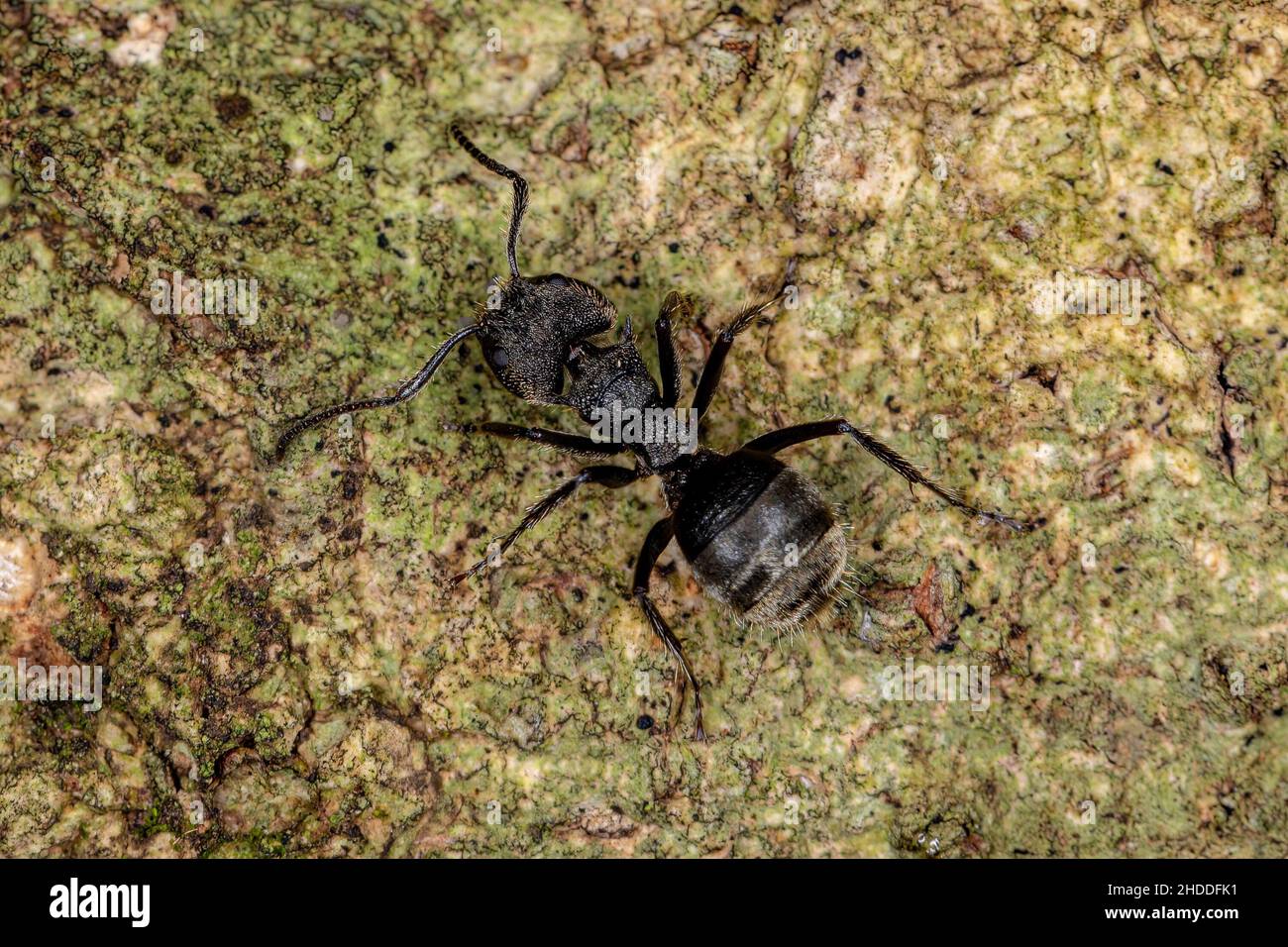Adult Odorous Ant of the species Dolichoderus bispinosus Stock Photo