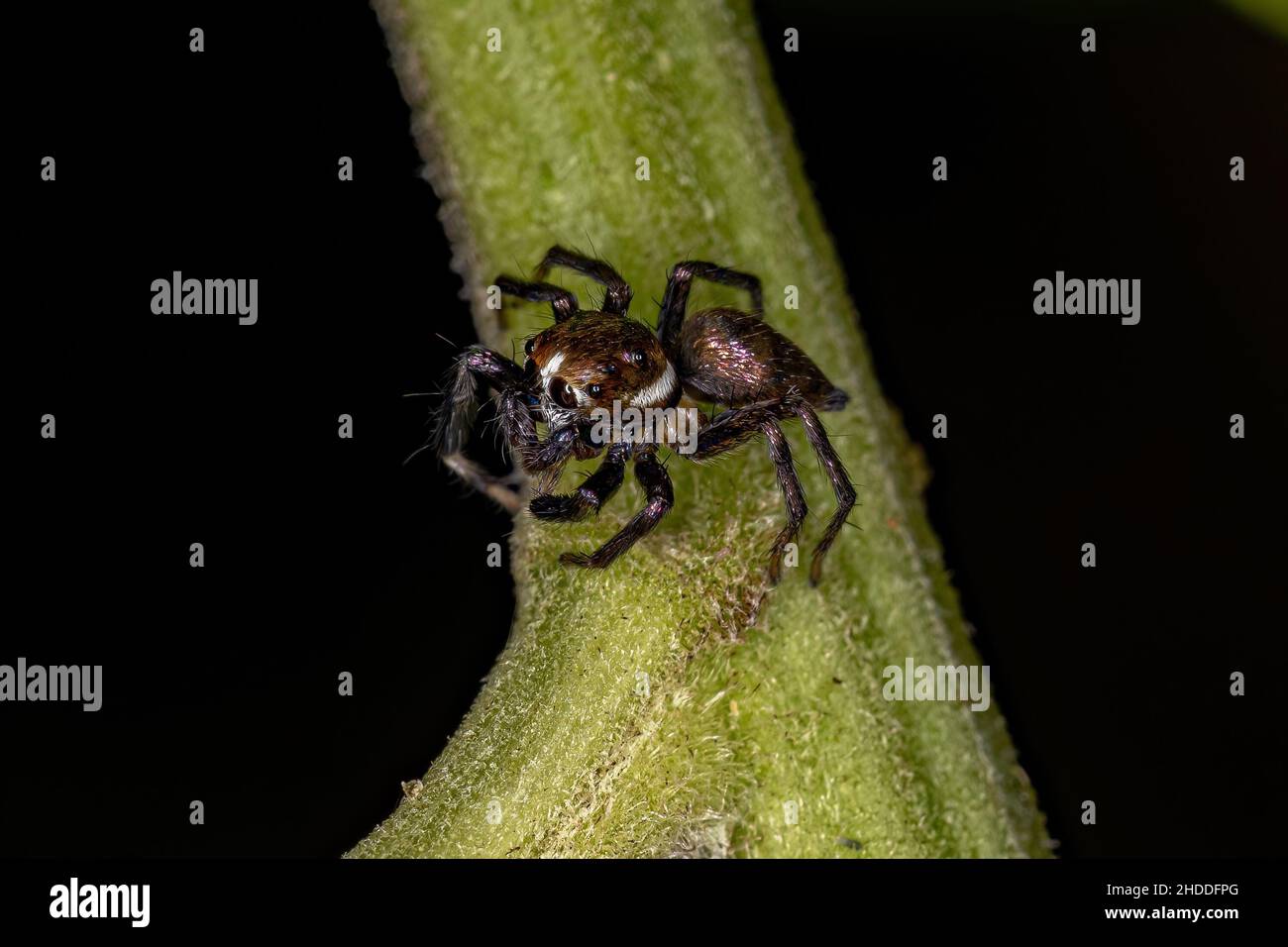 Small Male Jumping Spider of the species Philira micans Stock Photo
