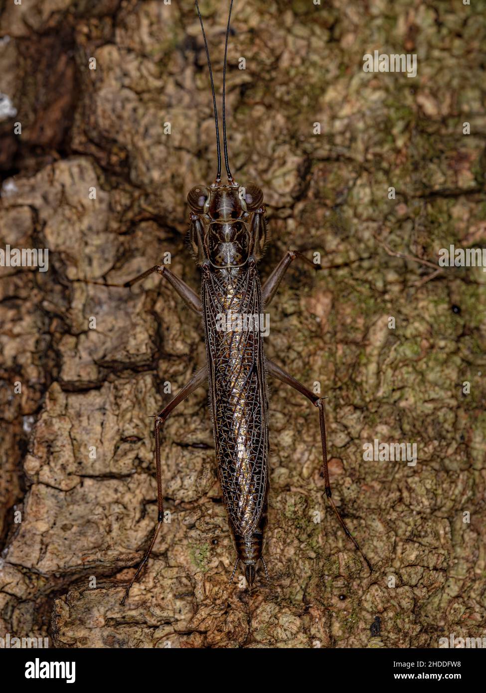 Adult Mantoidid Mantis of the Genus Mantoida Stock Photo Alamy