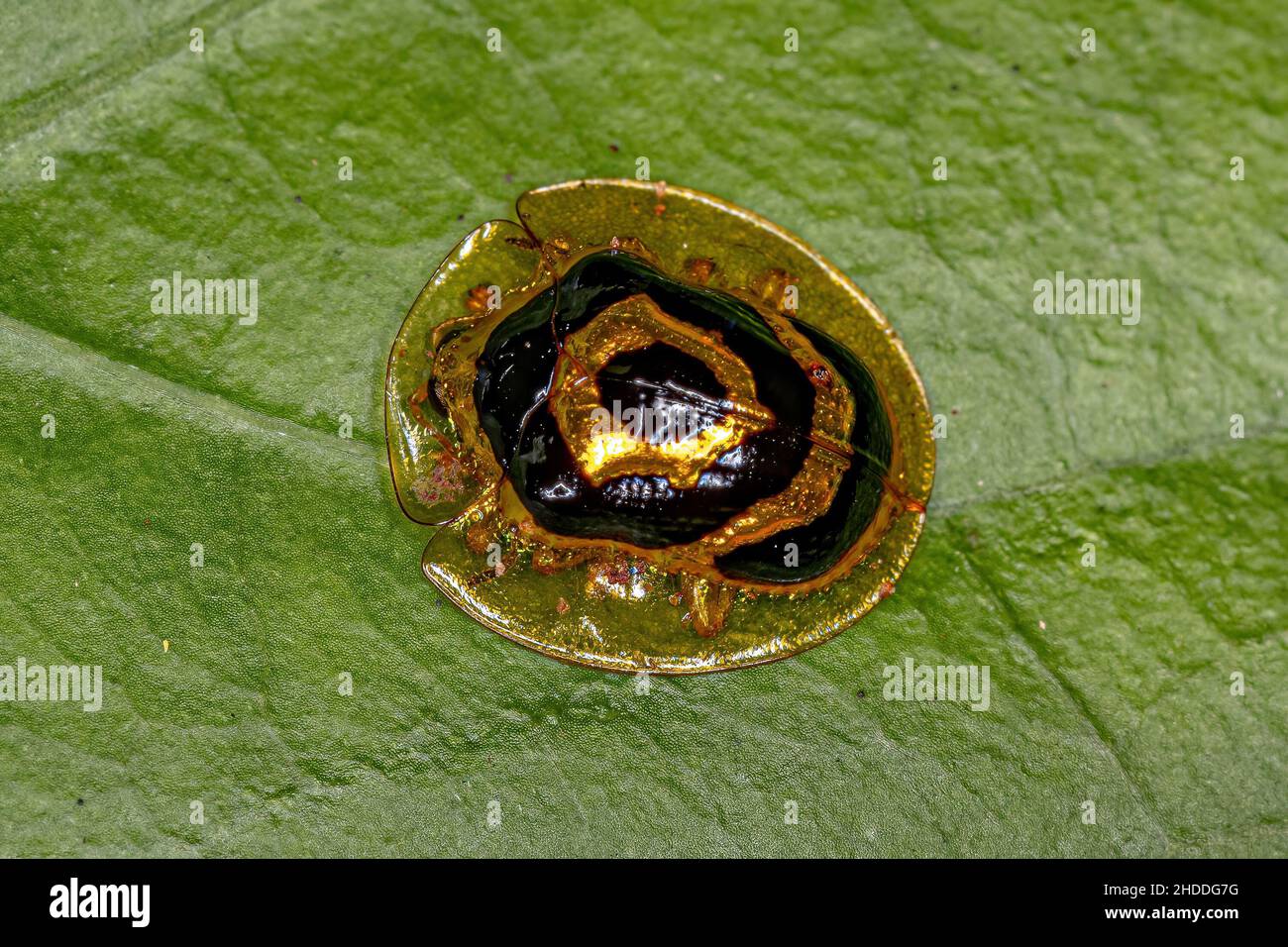 Adult Yellow Ringed Tortoise Beetle of the species Ischnocodia annulus Stock Photo
