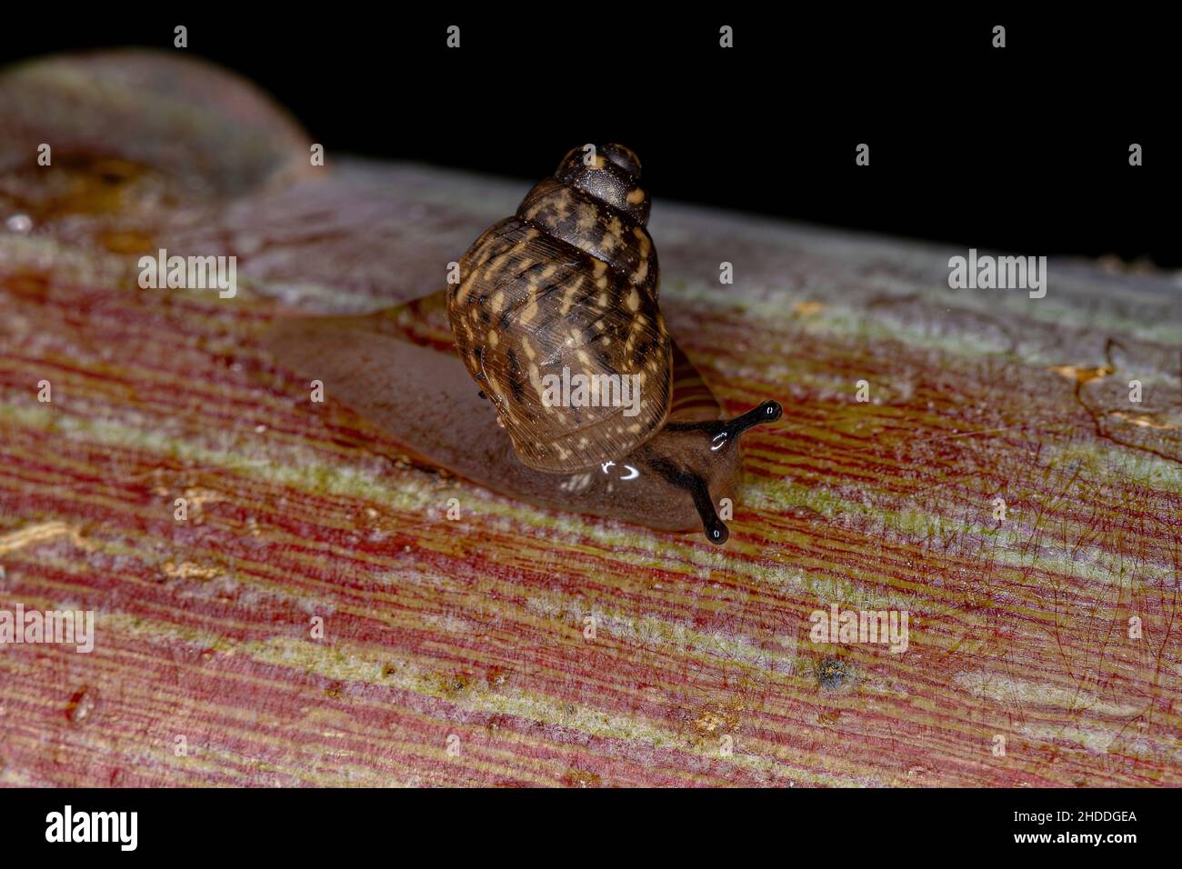 Small Helicinan Snail of the Genus Bulimulus Stock Photo