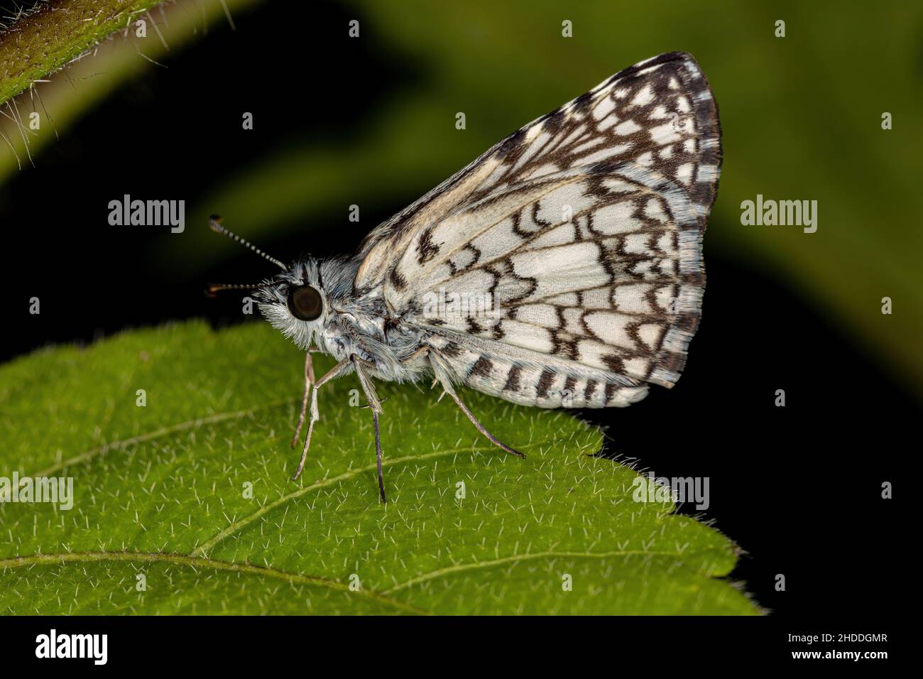 Adult Orcus Checkered-Skipper Moth Insect of the species Burnsius orcus ...