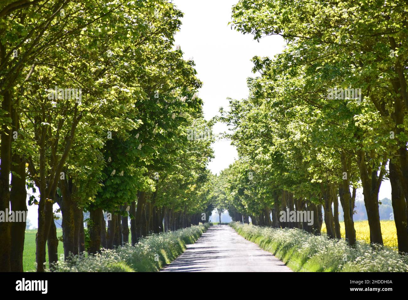 Road straight trees avenue hi-res stock photography and images - Alamy