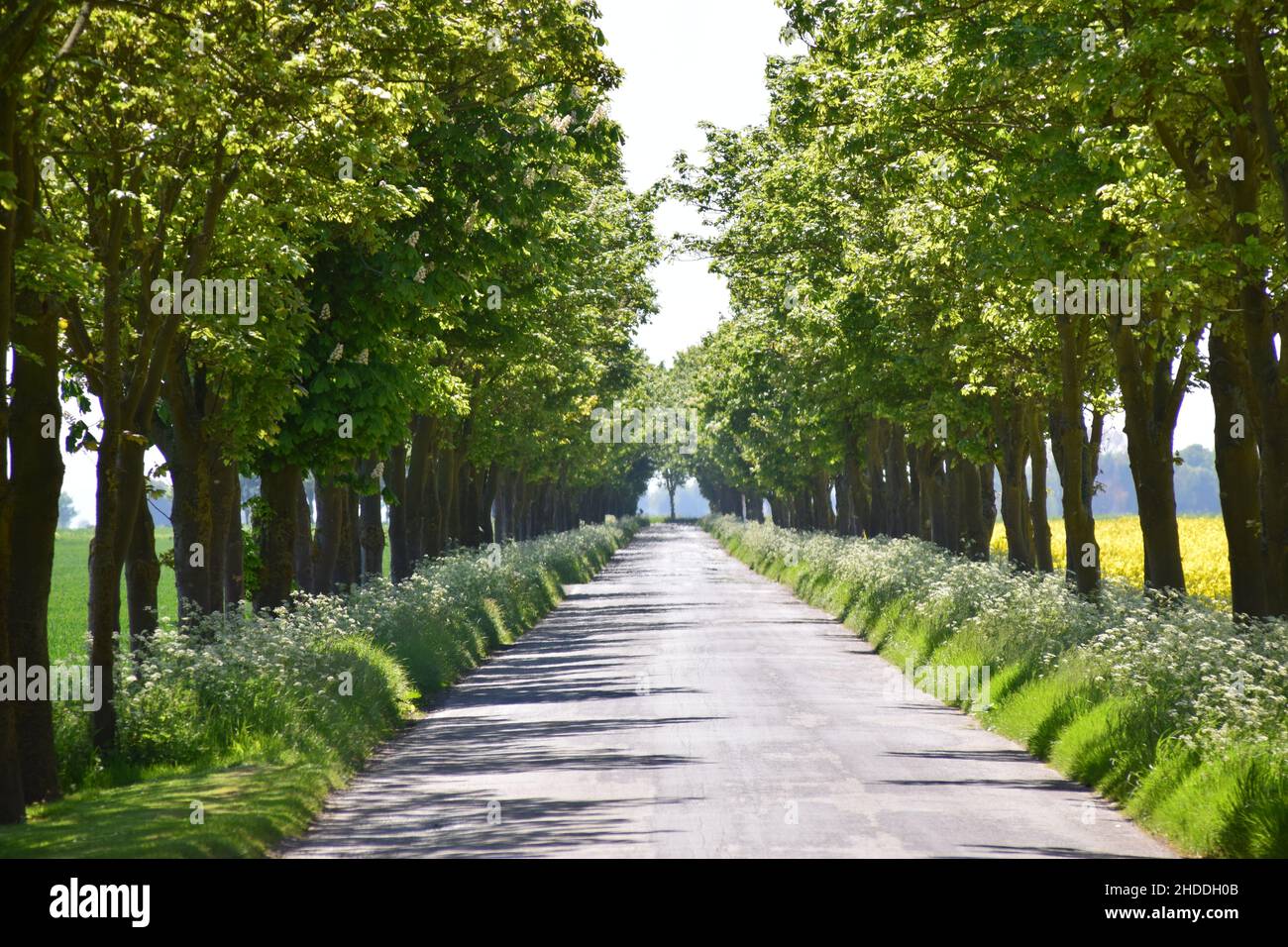 Road straight trees avenue hi-res stock photography and images - Alamy