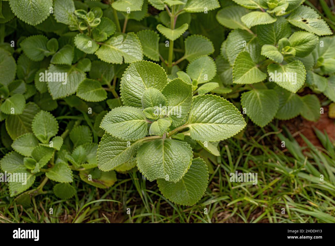Indian Borage Leaves of the species Coleus amboinicus Stock Photo