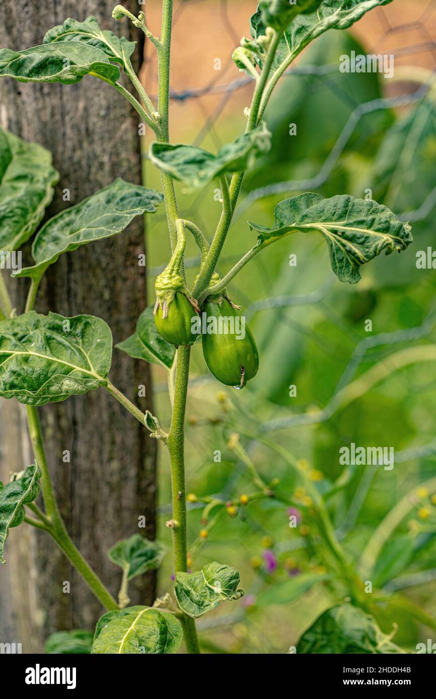 Premium Photo  Scarlet eggplant on a wooden board and wooden background