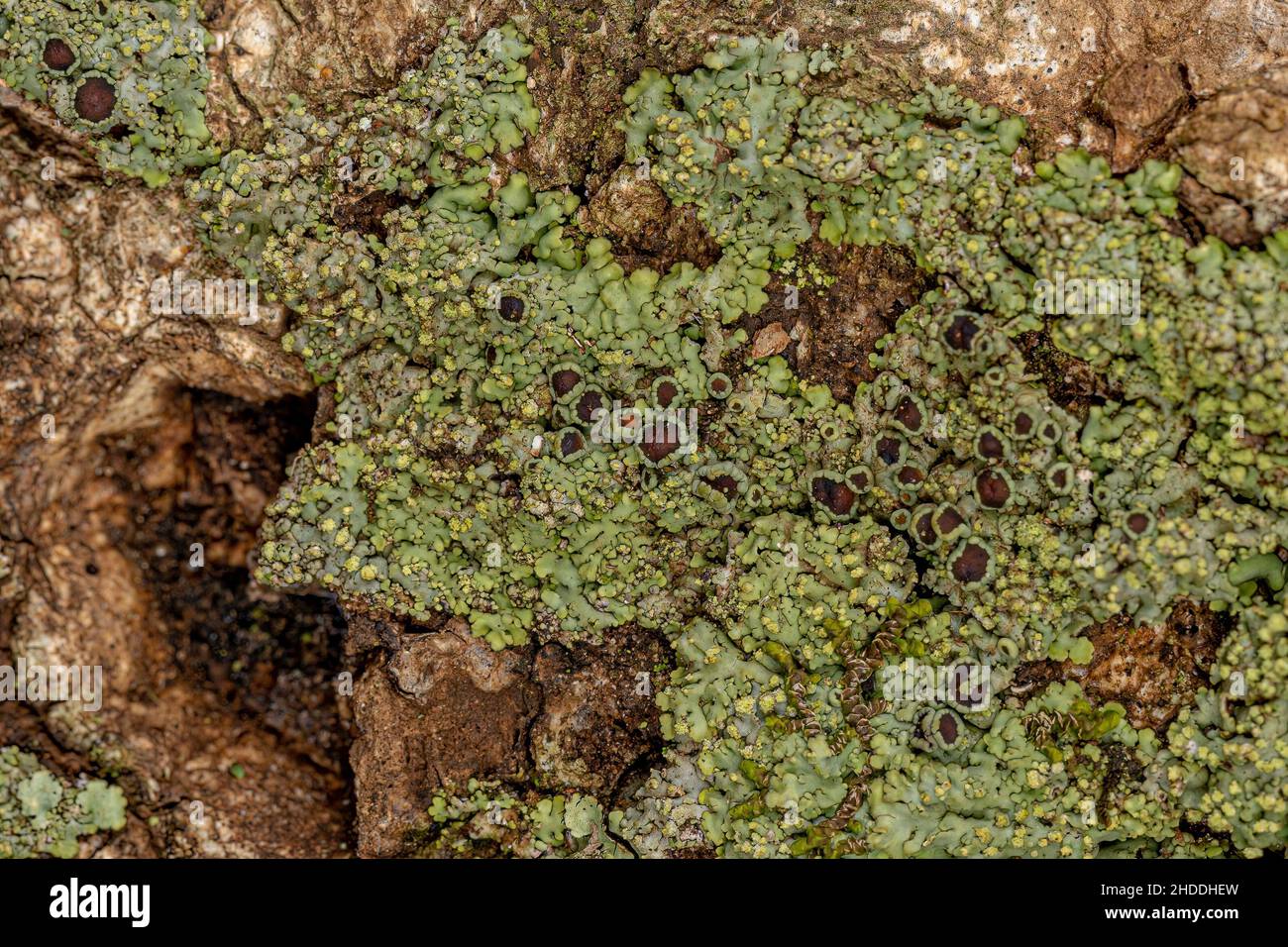 Small Green Lichen texture on a trunk in macro view Stock Photo