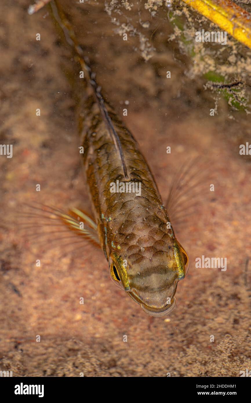 small Cichlid fish of the Family Cichlidae Stock Photo