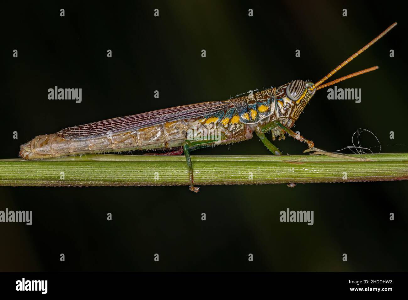 Toothpick grasshopper hi-res stock photography and images - Alamy