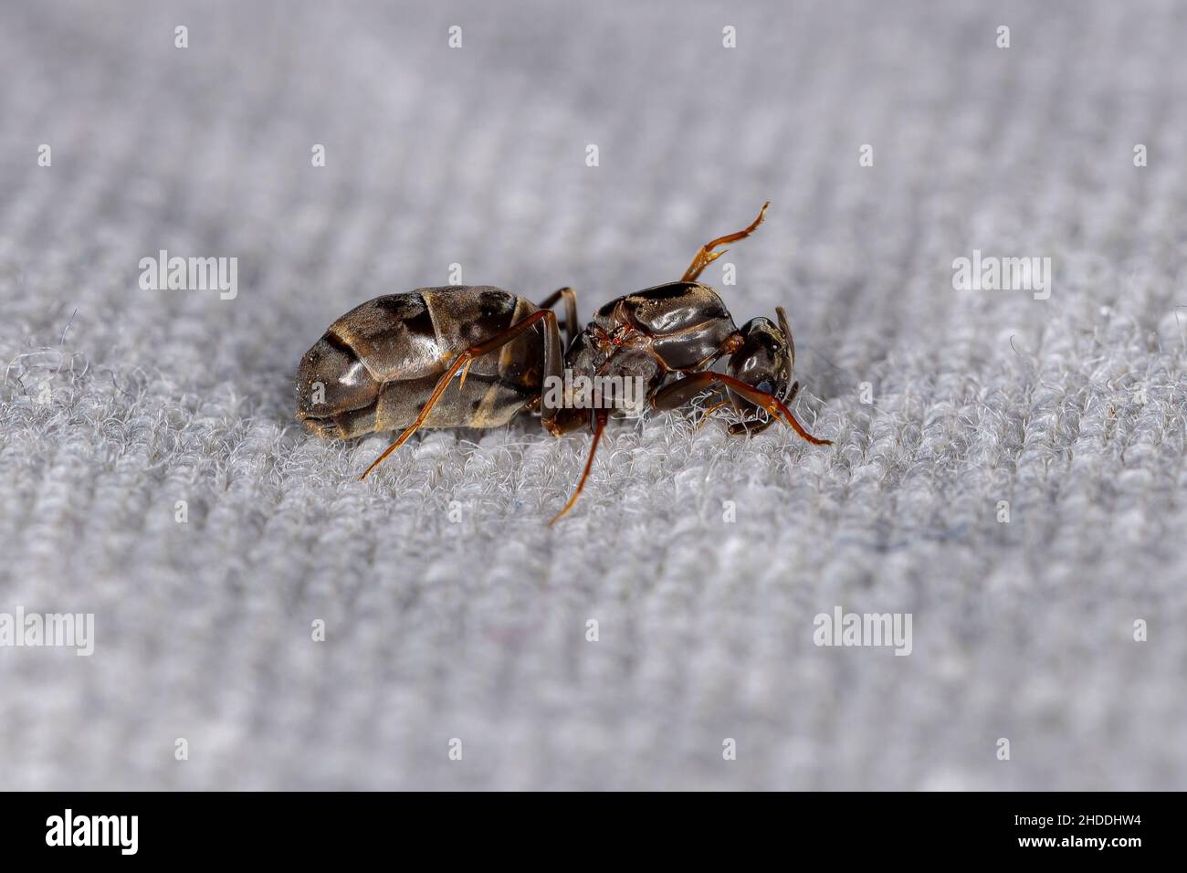 Adult Female Pyramid Queen Ant of the Genus Dorymyrmex Stock Photo Alamy