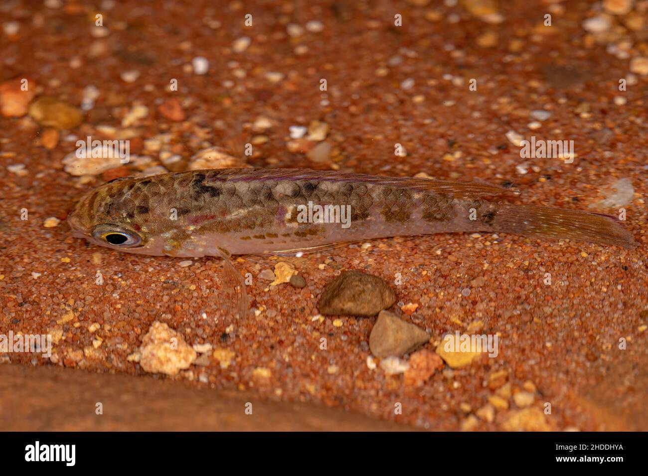 small Cichlid fish of the Family Cichlidae Stock Photo
