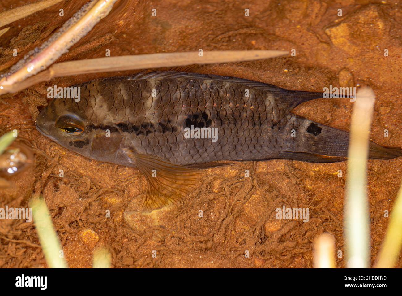 small Cichlid fish of the Genus Cichlasoma Stock Photo