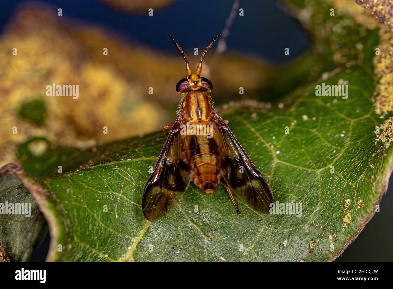 Adult Horse Fly of the Genus Chrysops Stock Photo