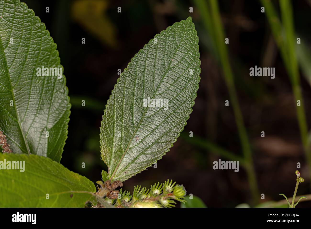 Angiosperm Plant of the species Acalypha vellamea in close up Stock Photo