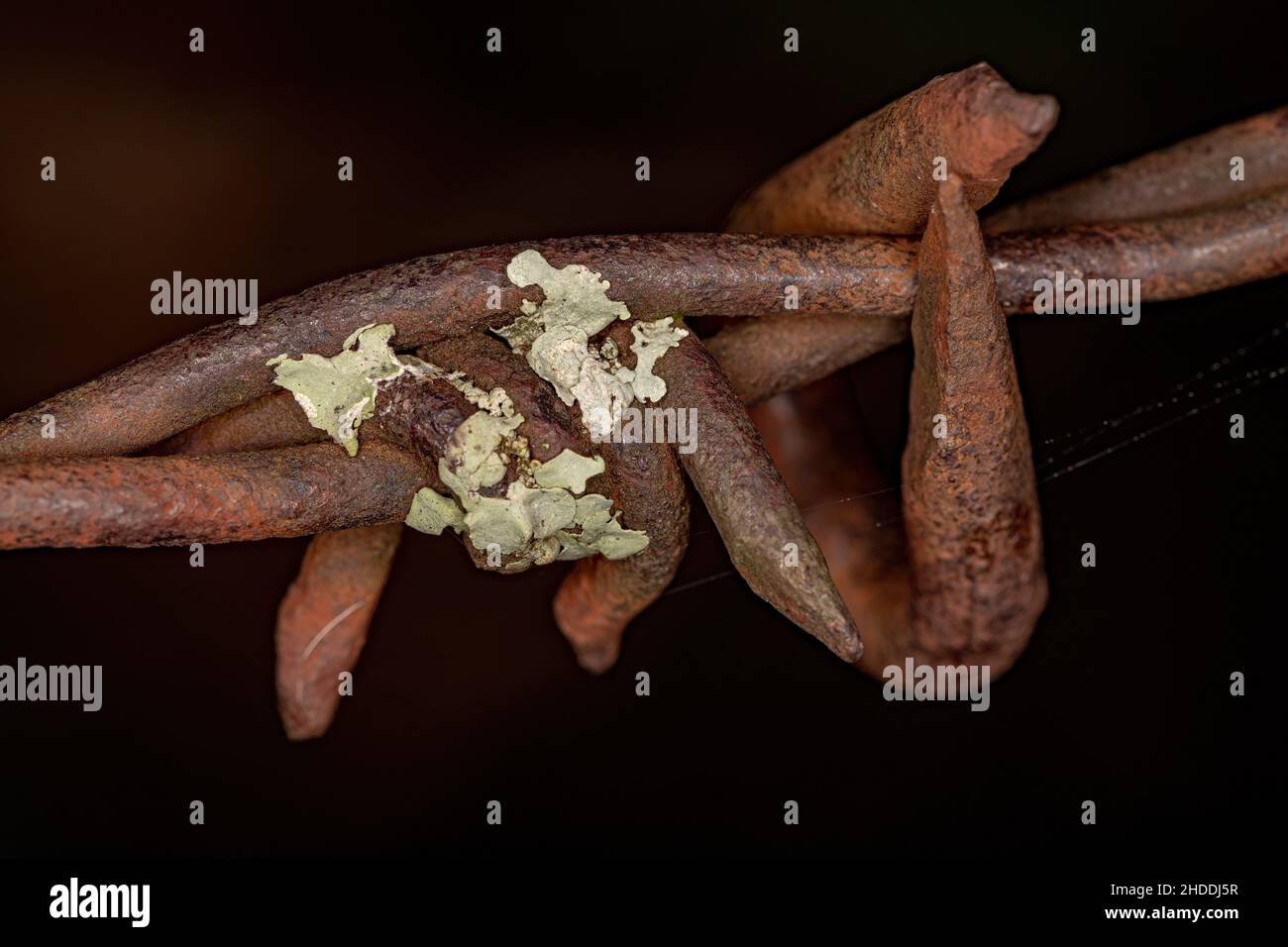 Small Shield Lichen of the Family Parmeliaceae in rusty barbed wire metal Stock Photo