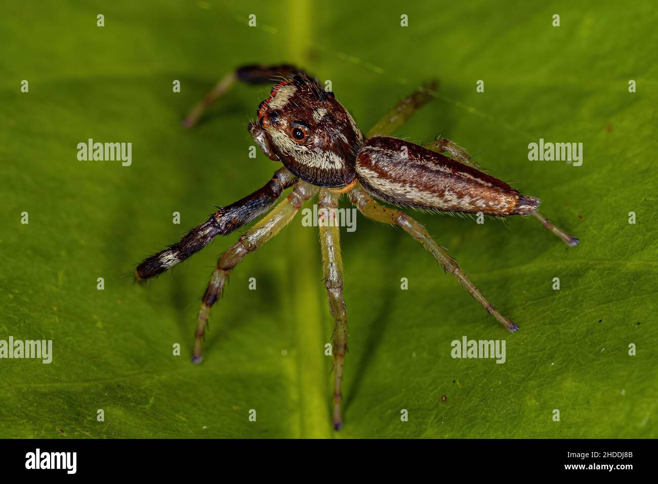 Male Adult Jumping Spider of the Genus Asaracus with a parasitoid