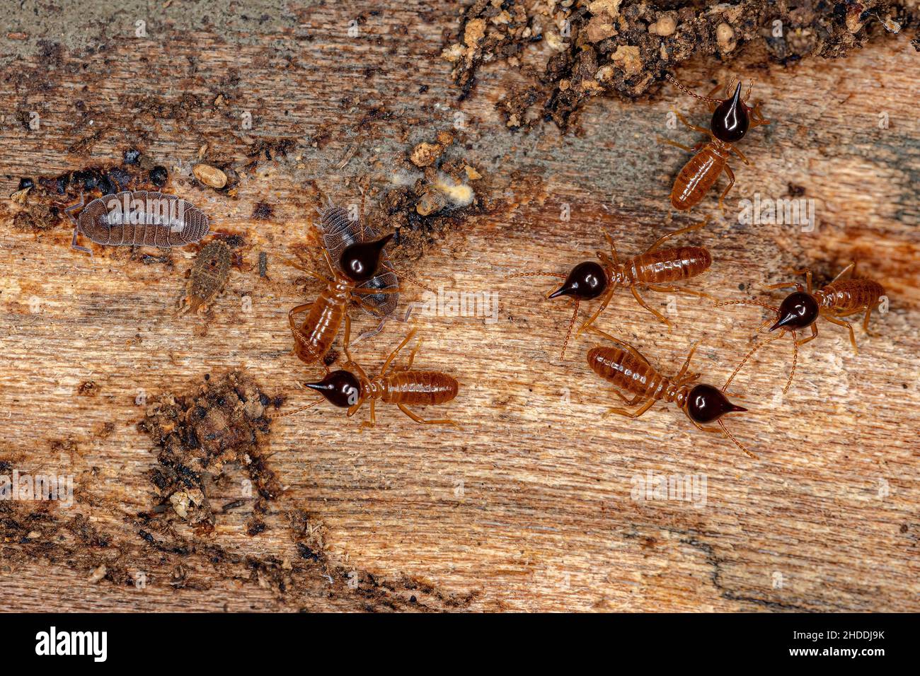 Small Nasute Termites of the Genus Nasutitermes with Flat Bugs Nymphs of the Family Aradidae and Small Isopods Animals of the Order Isopoda Stock Photo