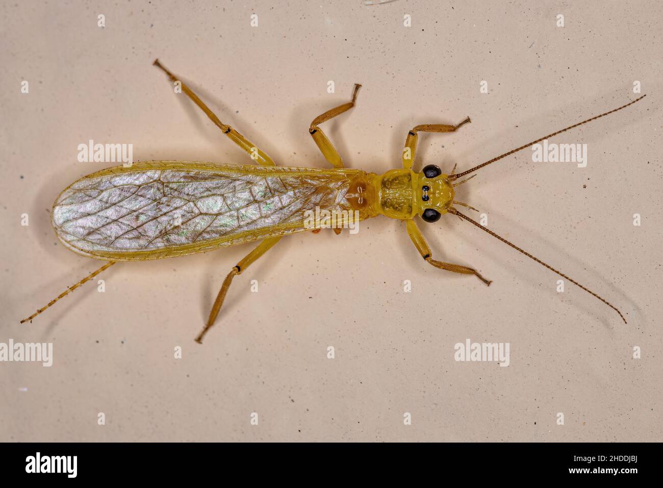 Adult Common Stonefly insect of the Family Perlidae Stock Photo Alamy