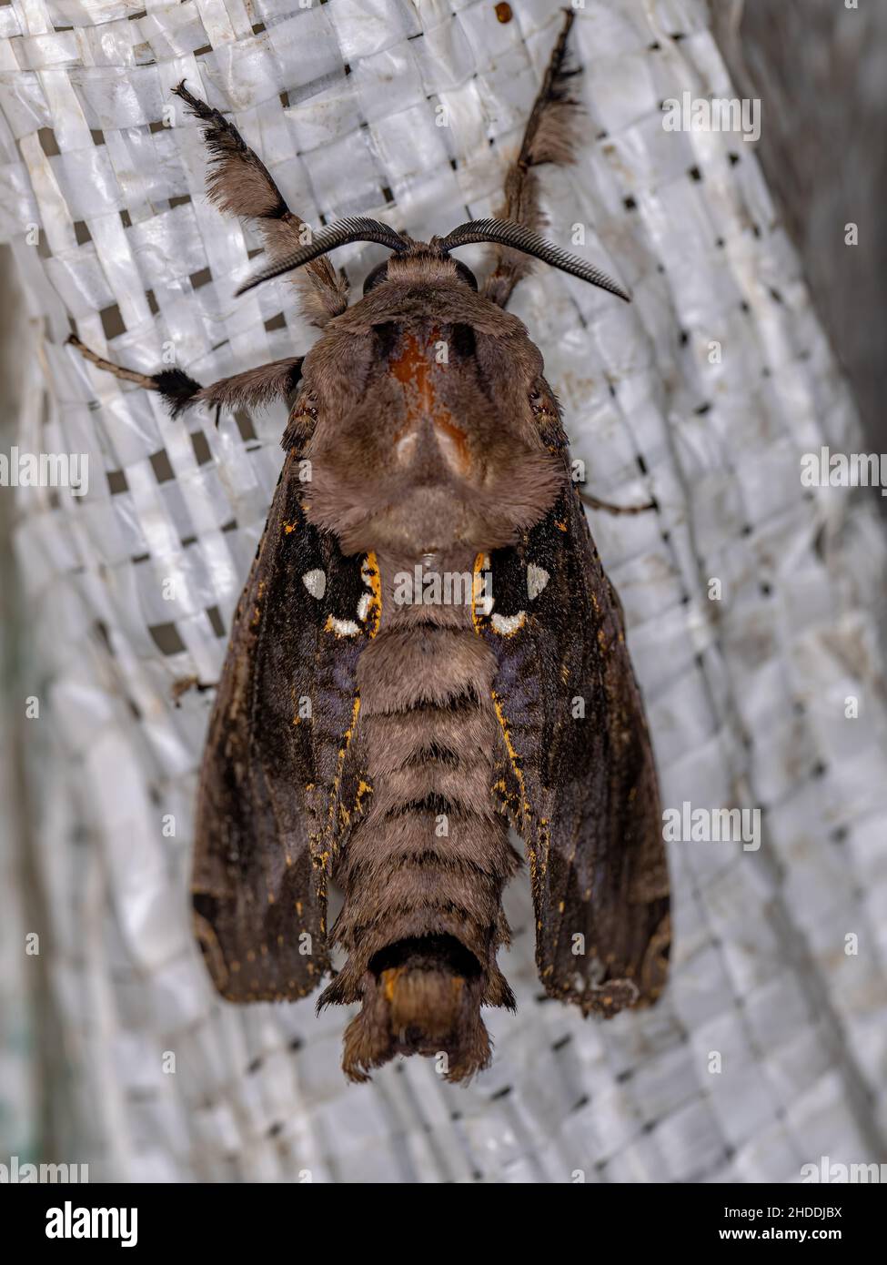 Adult Carpenter Moth of the Genus Langsdorfia Stock Photo