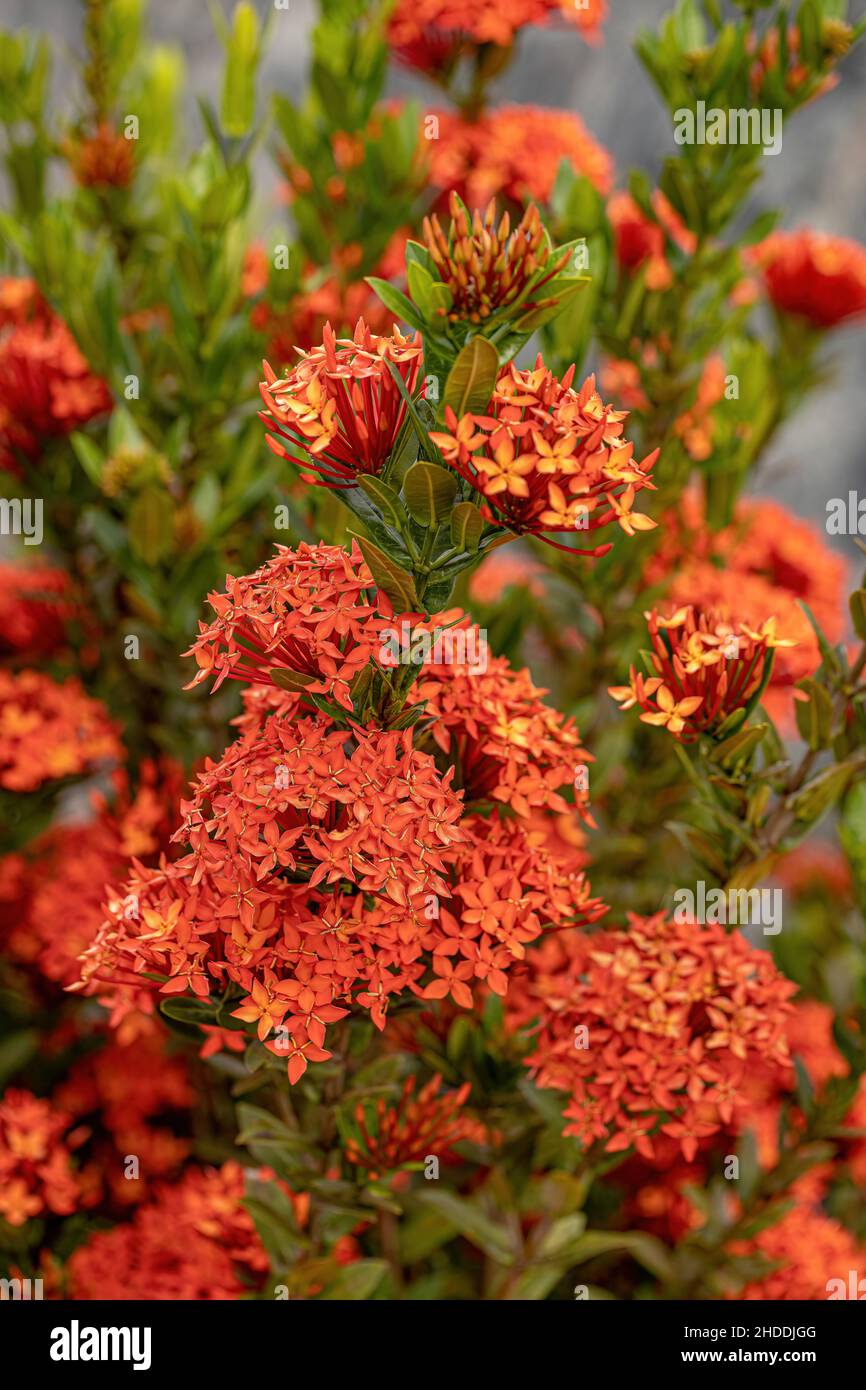 Chinese Ixora Plant Flower of the species Ixora chinensis Stock Photo