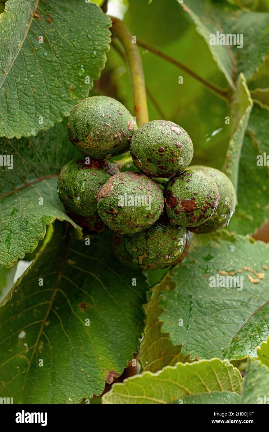Pekea Nut Fruit of the species Caryocar brasiliense Stock Photo Alamy